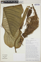Philodendron furcatum image