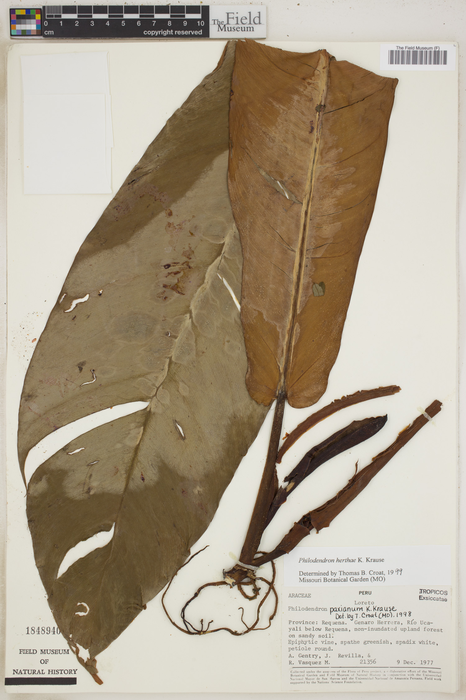 Philodendron herthae image