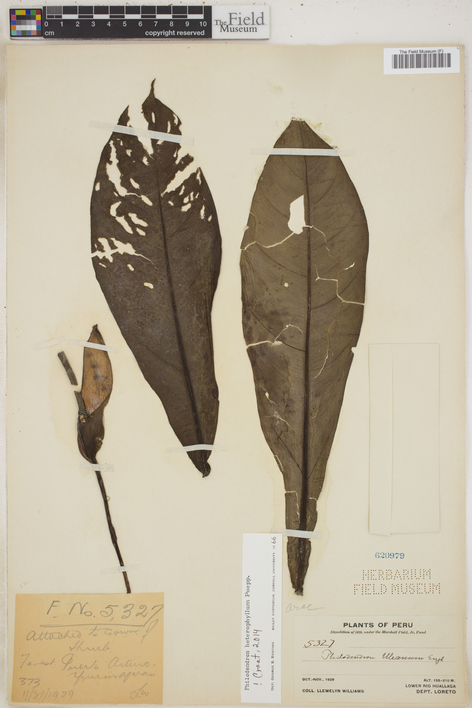 Philodendron heterophyllum image