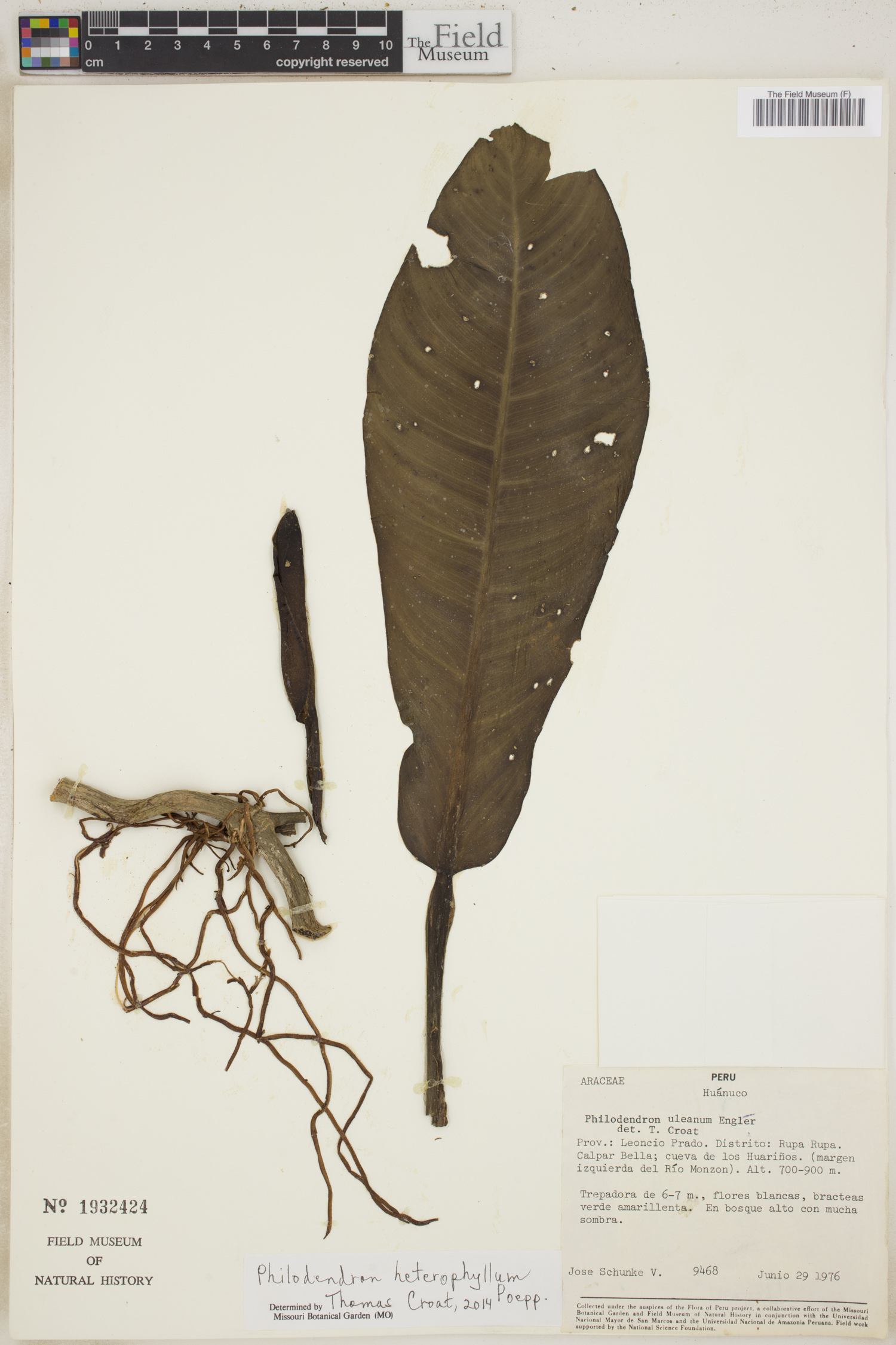 Philodendron heterophyllum image