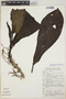Philodendron heterophyllum image