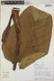 Philodendron kroemeri image