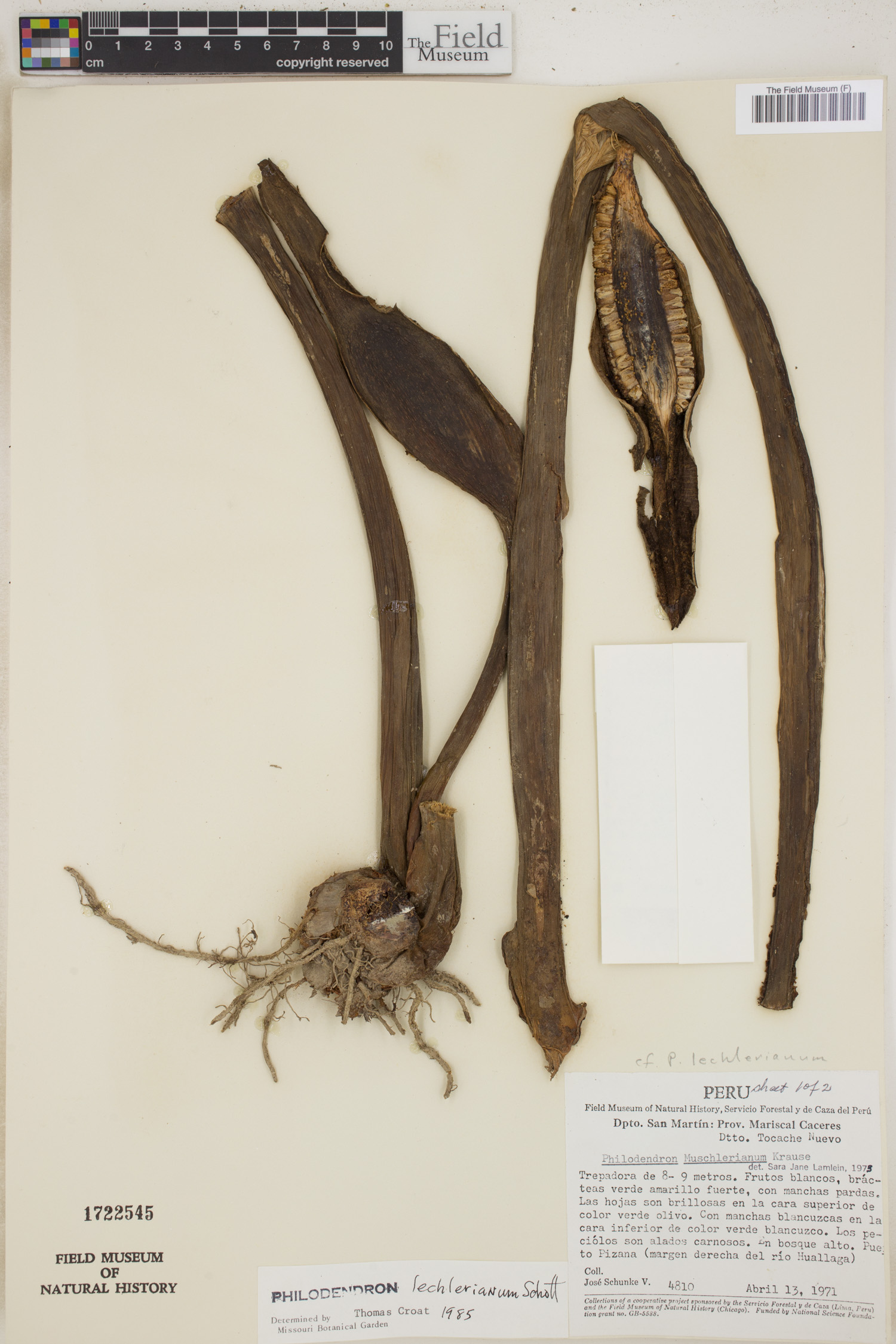 Philodendron lechlerianum image