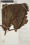 Philodendron lechlerianum image