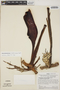 Philodendron lechlerianum image