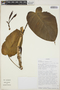 Philodendron lehmannii image
