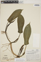 Philodendron longistilum image