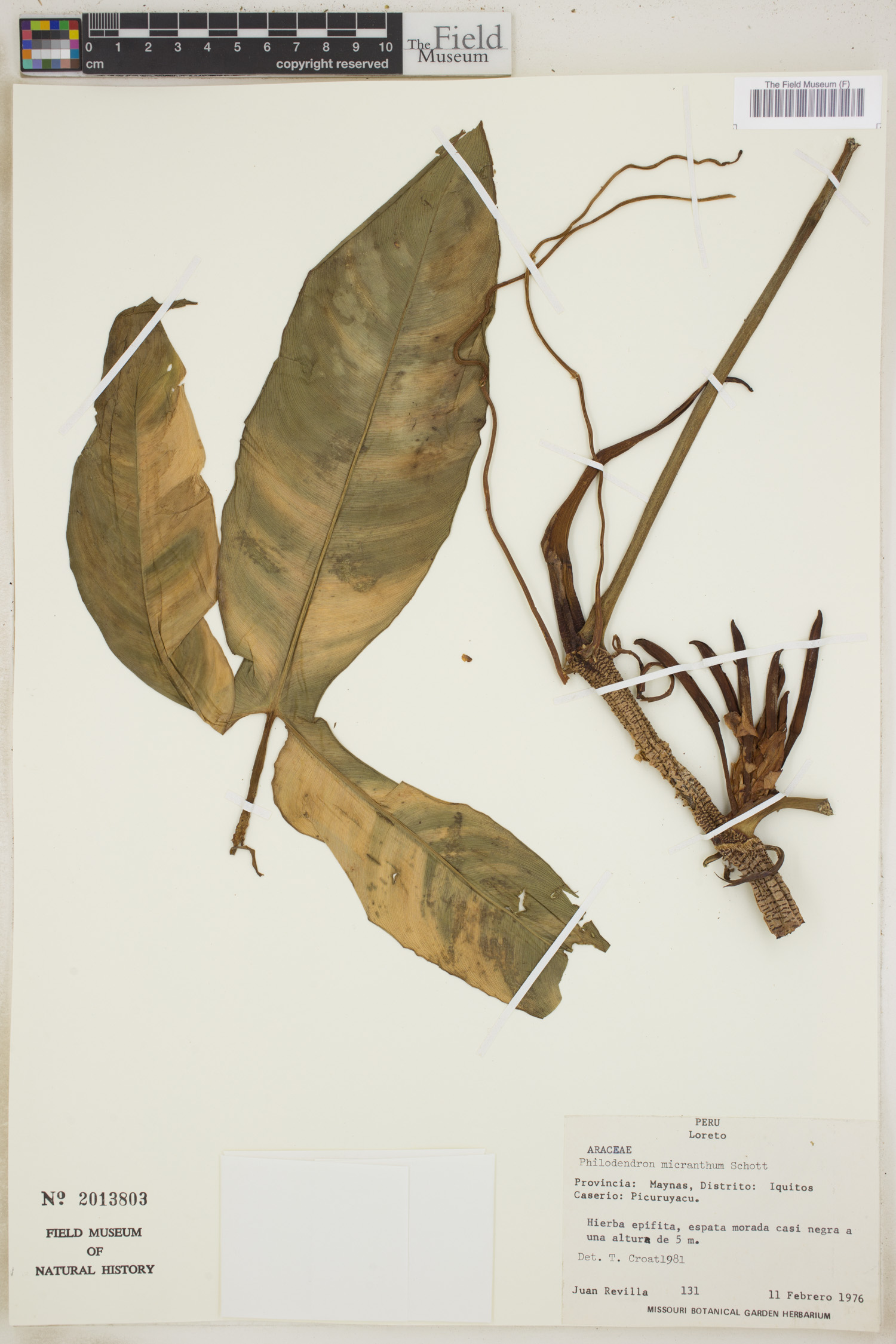 Philodendron micranthum image