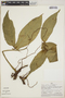 Philodendron micranthum image