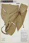 Philodendron monsalveae image