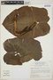 Philodendron muricatum image