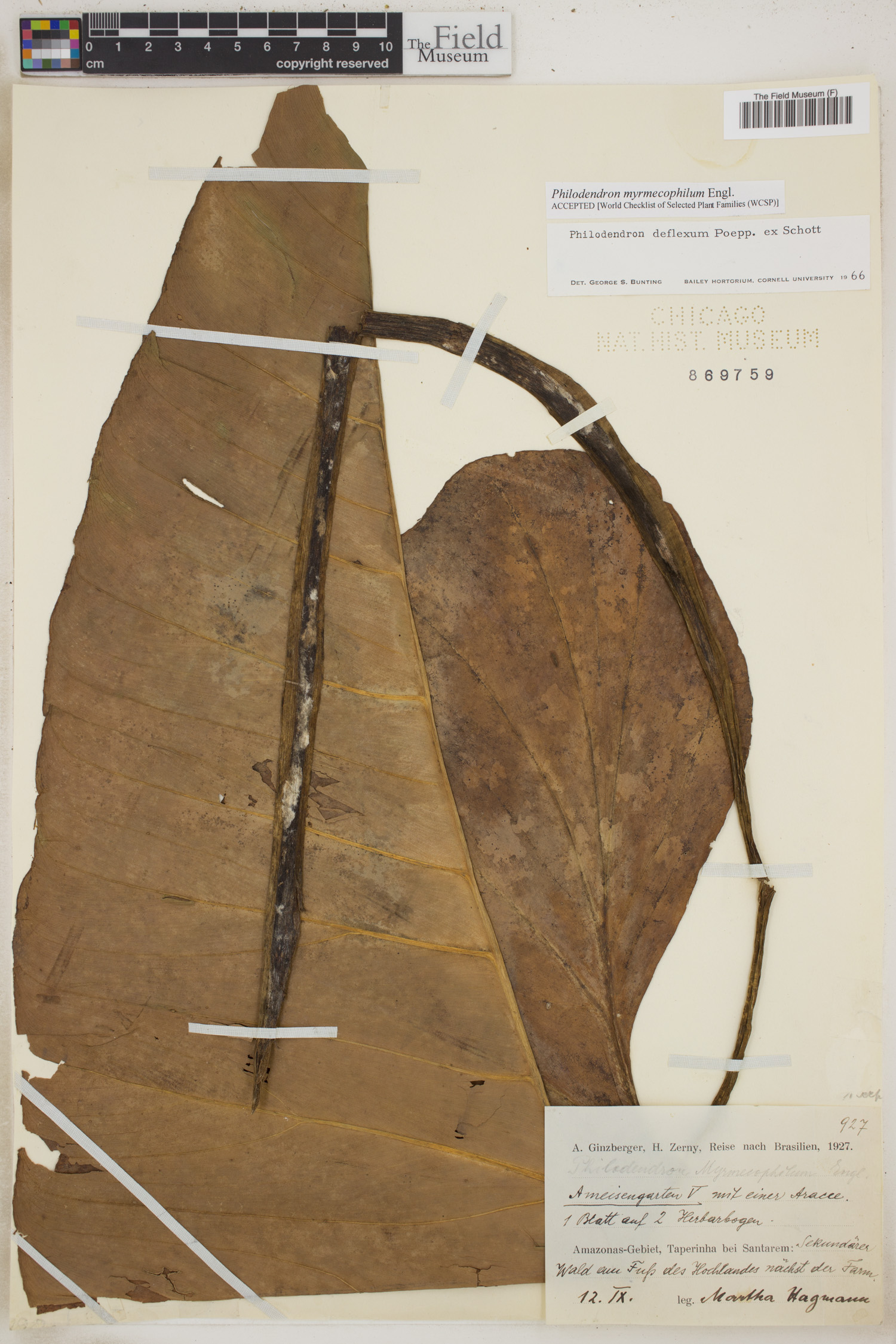 Philodendron myrmecophilum image