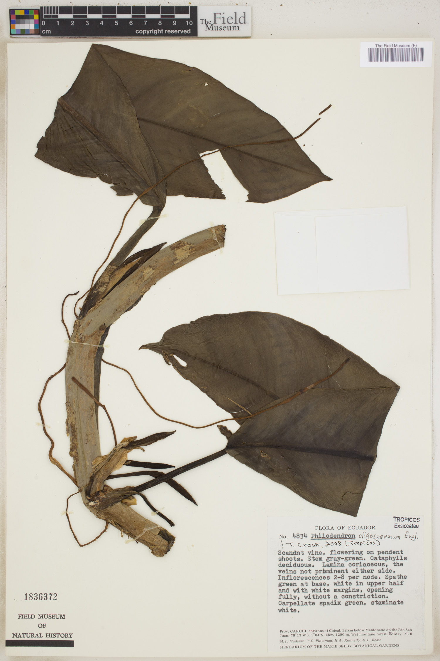 Philodendron oligospermum image