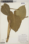 Philodendron oligospermum image