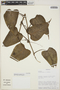 Philodendron ornatum image
