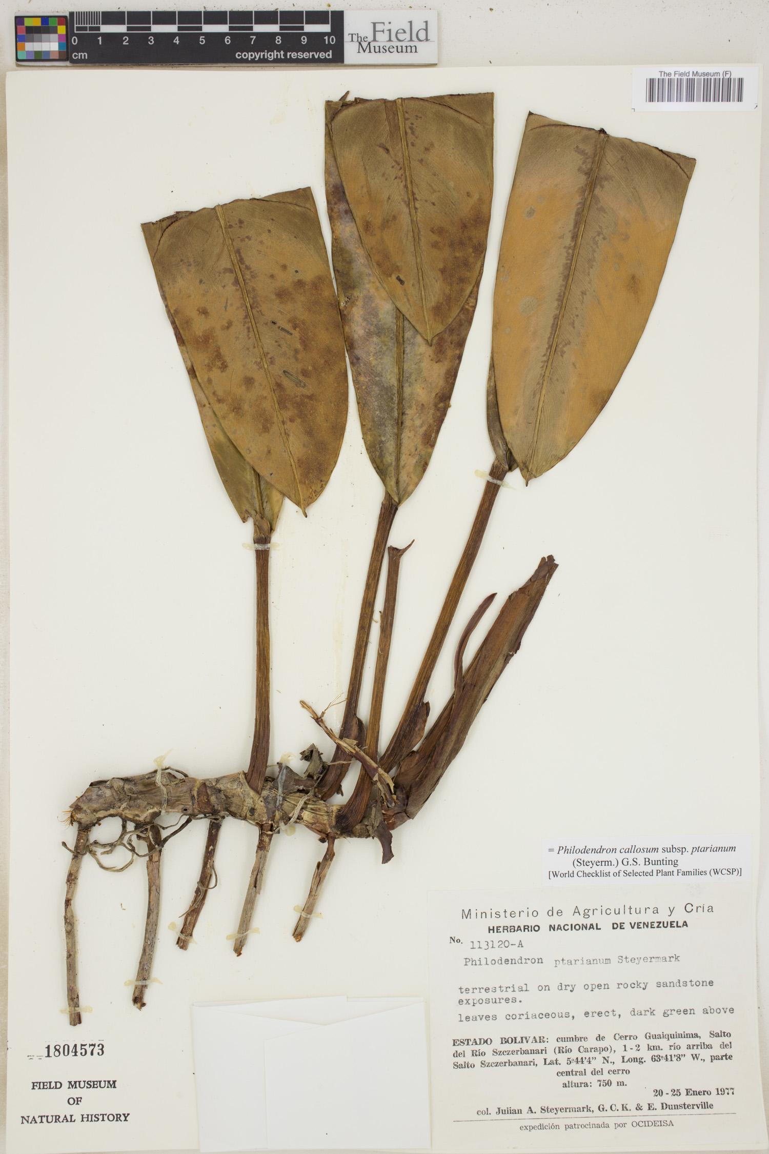 Philodendron callosum image