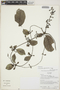 Manettia glandulosa image