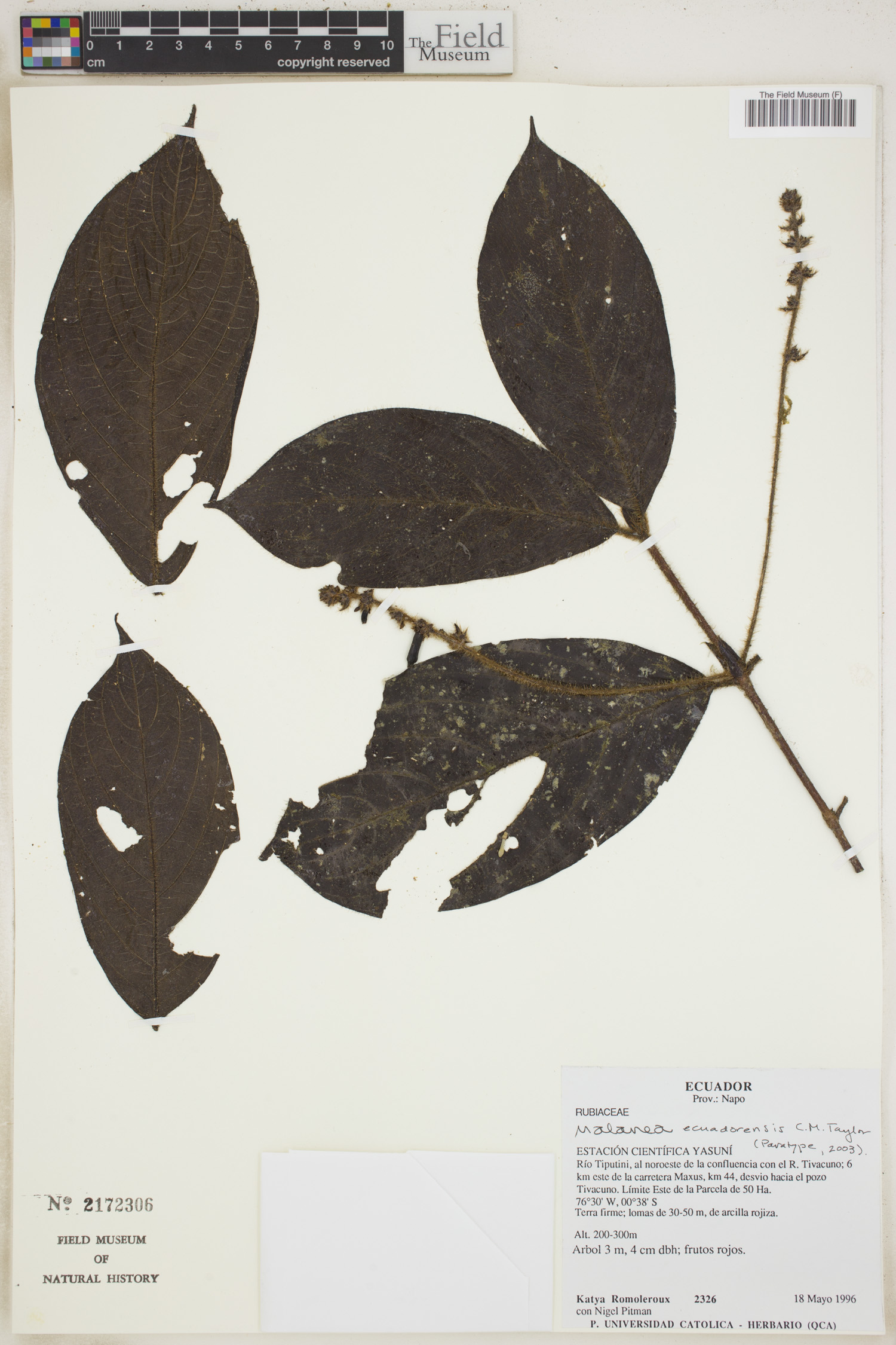 Malanea ecuadorensis image