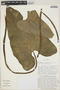 Philodendron sparreorum image