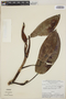 Philodendron steyermarkii image