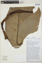 Philodendron suberosum image