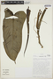 Philodendron subhastatum image