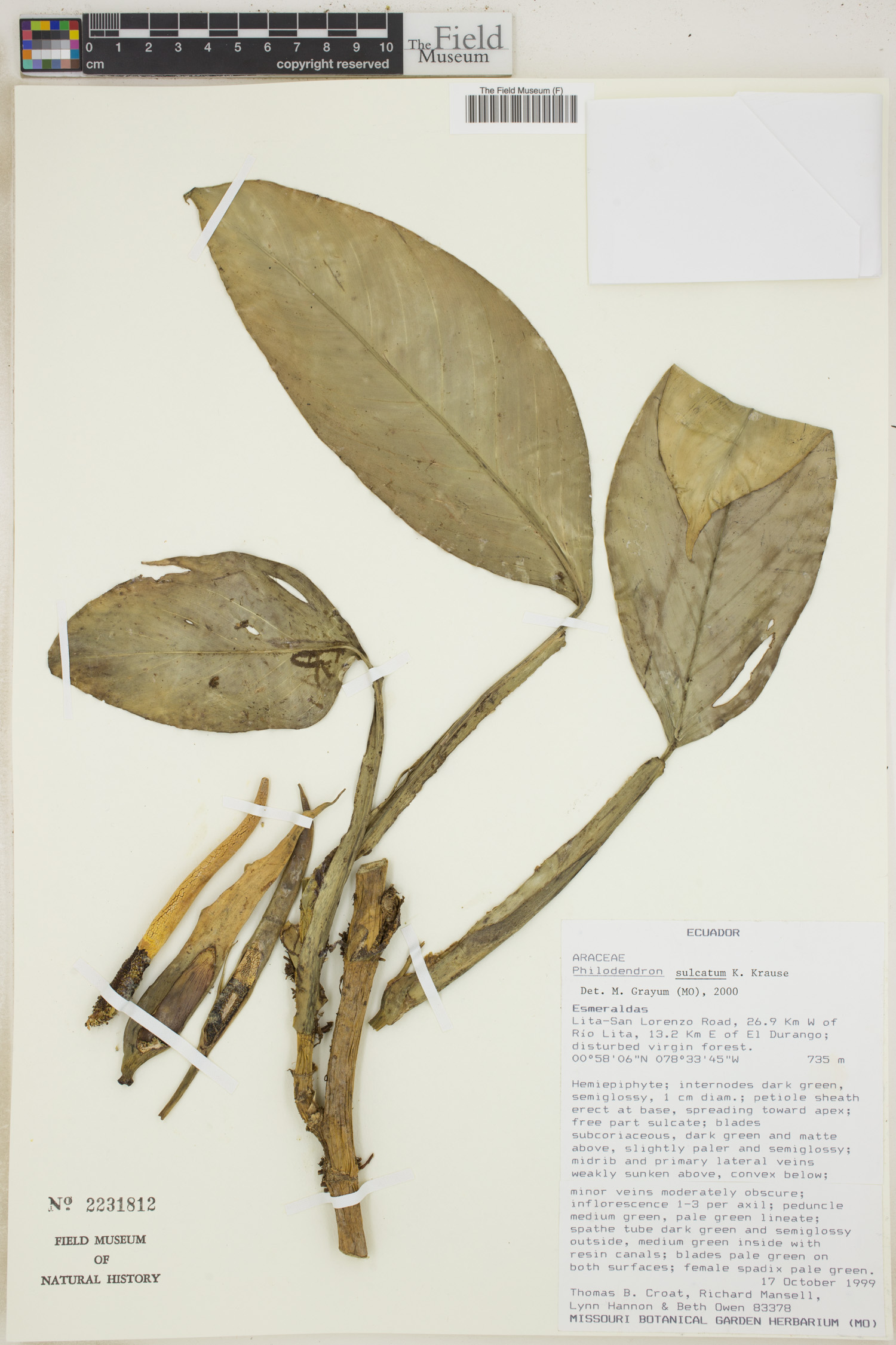 Philodendron sulcatum image