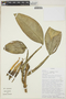 Philodendron sulcatum image