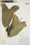 Philodendron tenue image