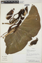 Philodendron tweedieanum image