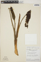Philodendron uliginosum image