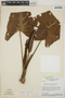 Philodendron uliginosum image