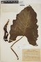 Philodendron undulatum image
