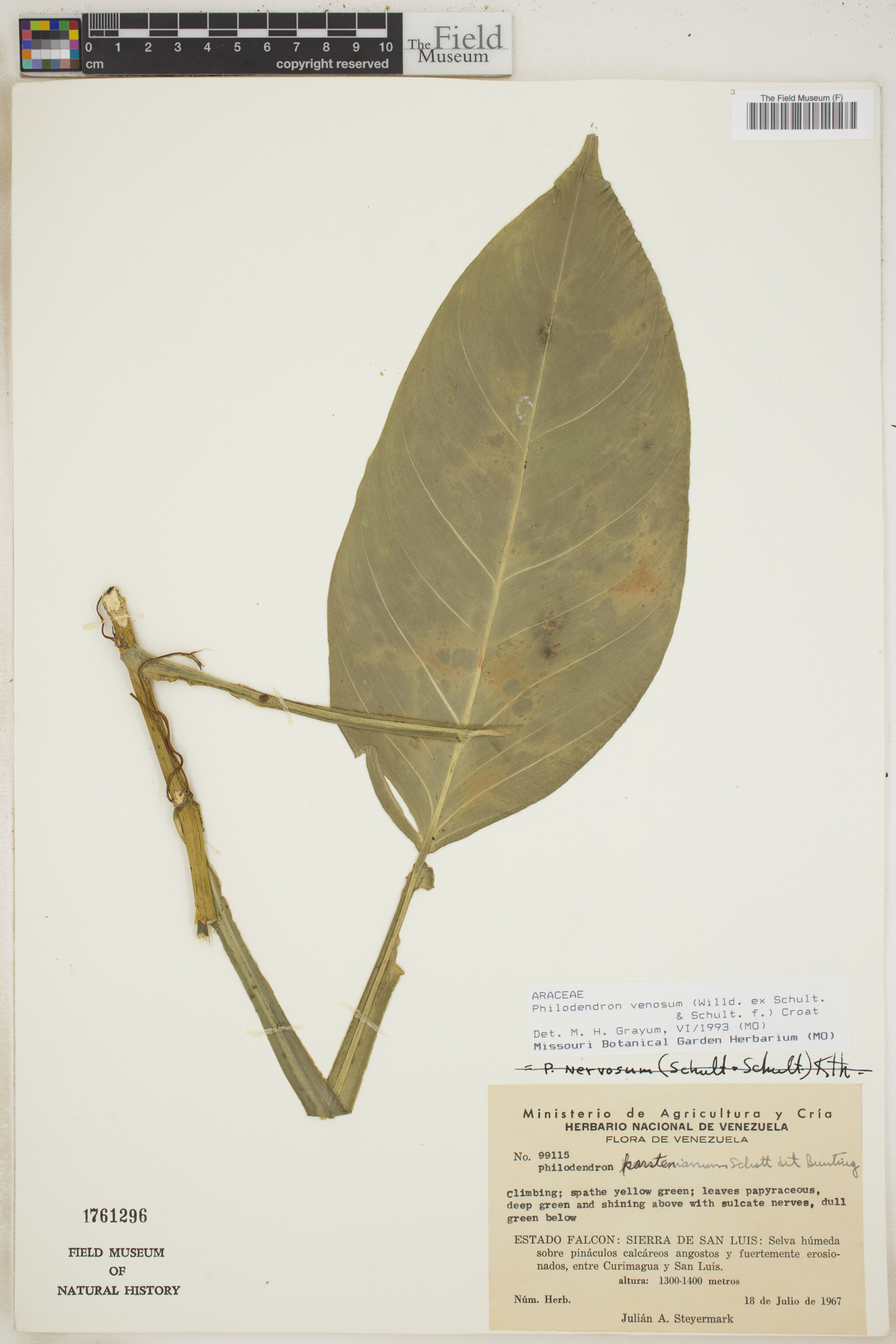 Philodendron venosum image
