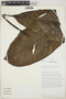 Philodendron venustum image
