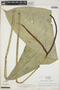 Anthurium atropurpureum image