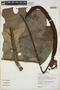 Anthurium loretense image