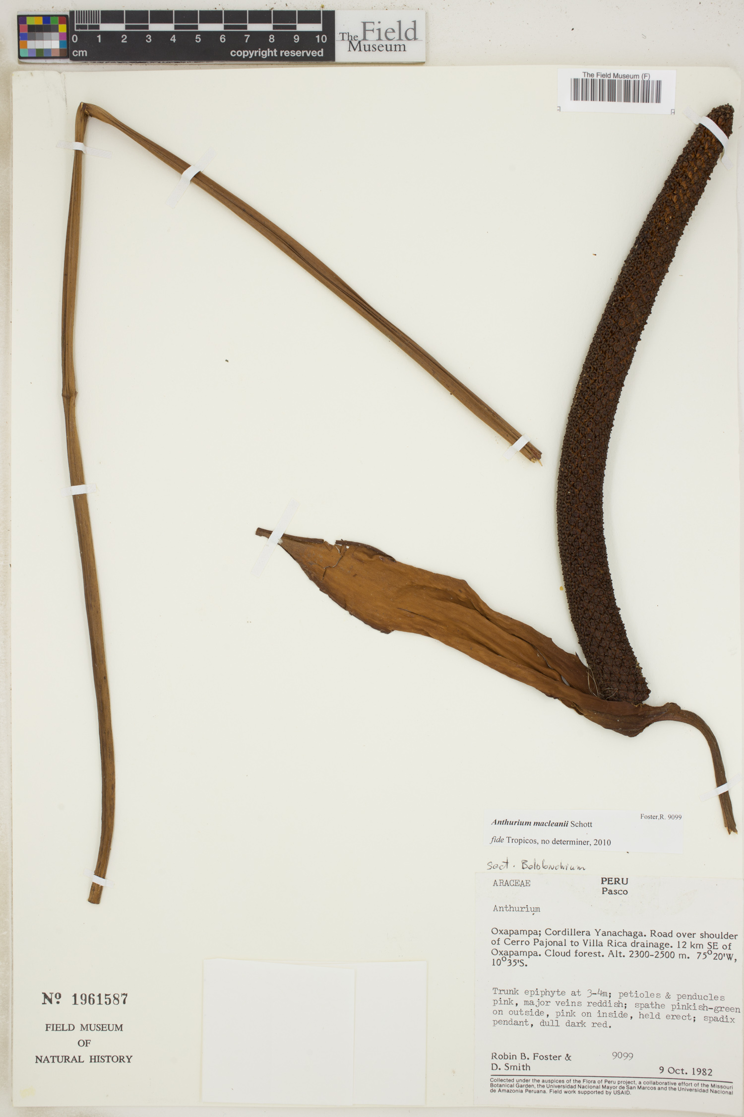 Anthurium macleanii image