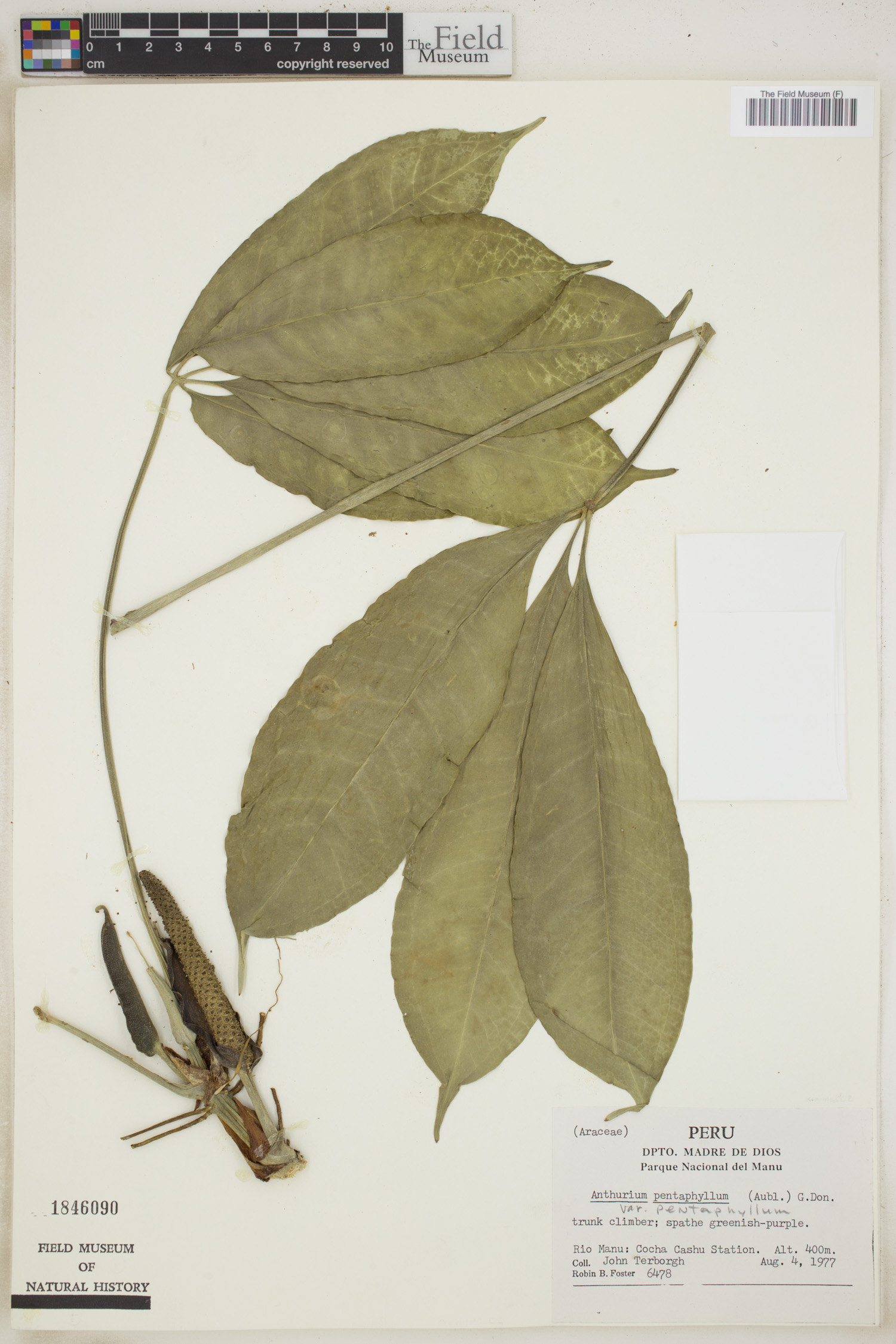 Anthurium pentaphyllum var. pentaphyllum image