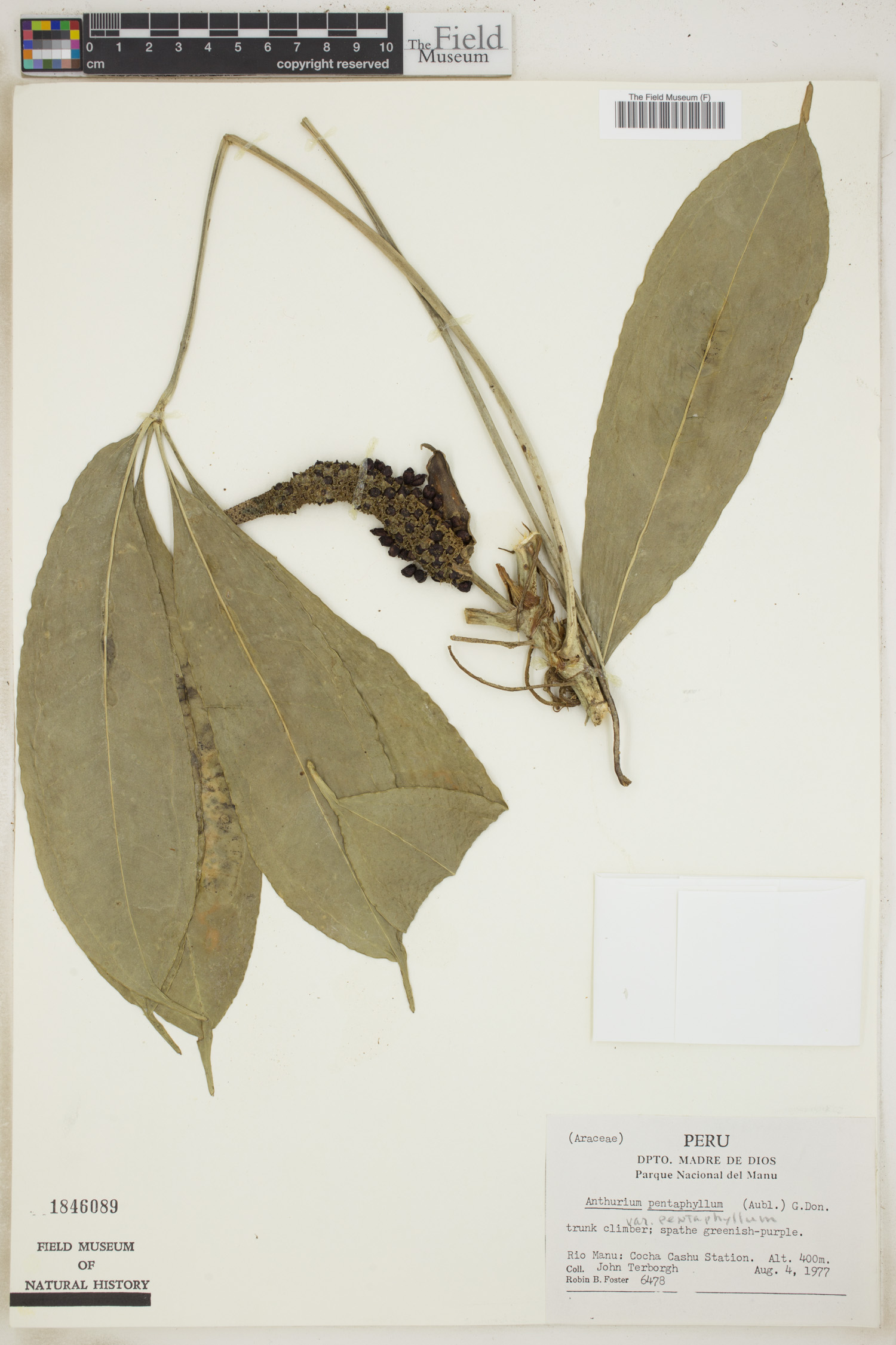 Anthurium pentaphyllum var. pentaphyllum image