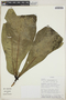 Anthurium pseudoclavigerum image