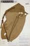 Anthurium triphyllum image