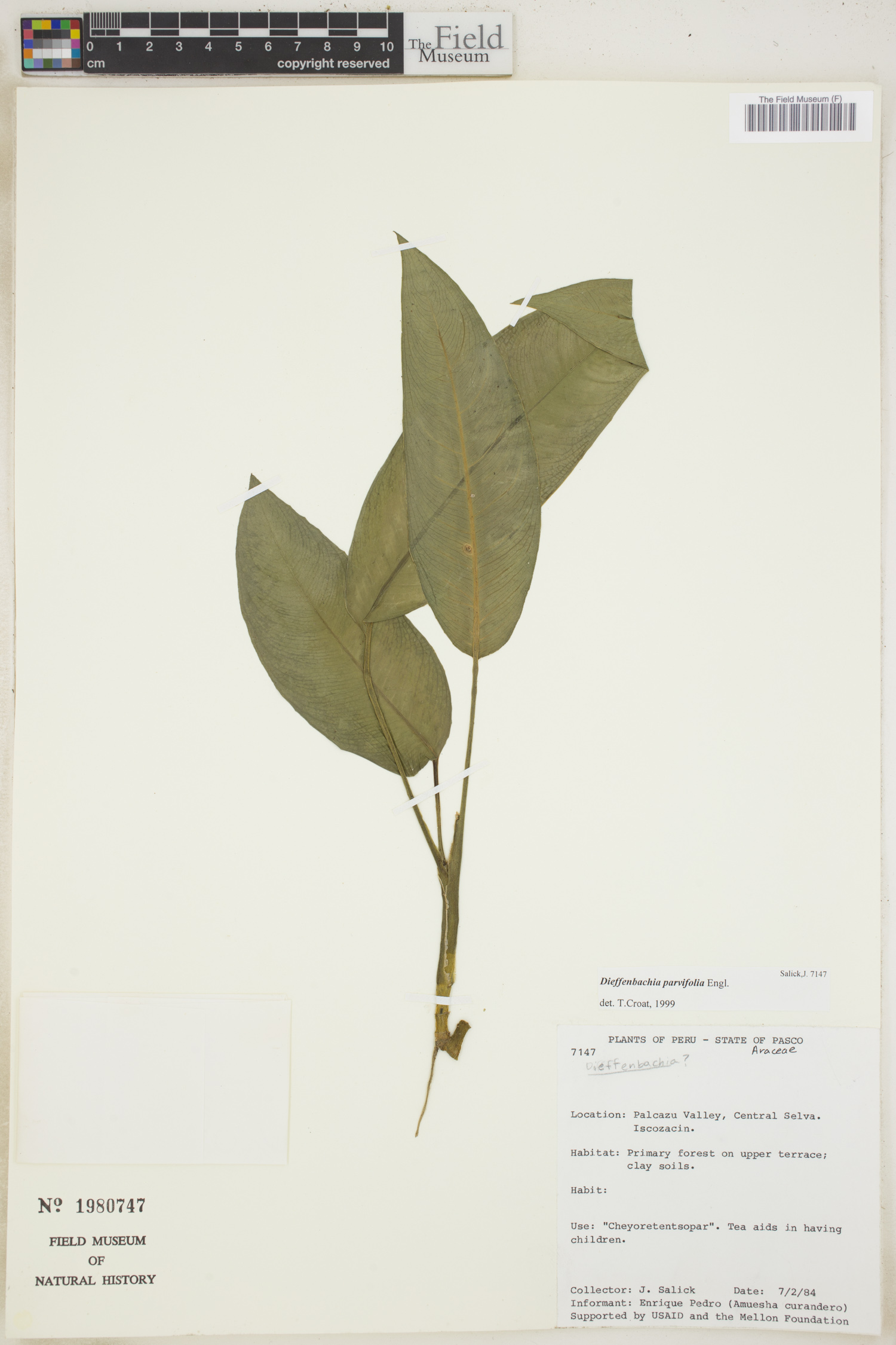 Dieffenbachia parvifolia image