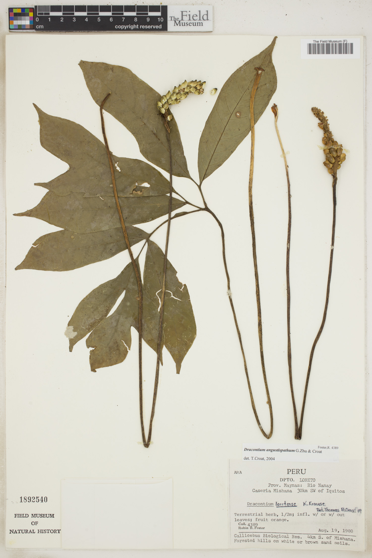 Dracontium angustispathum image