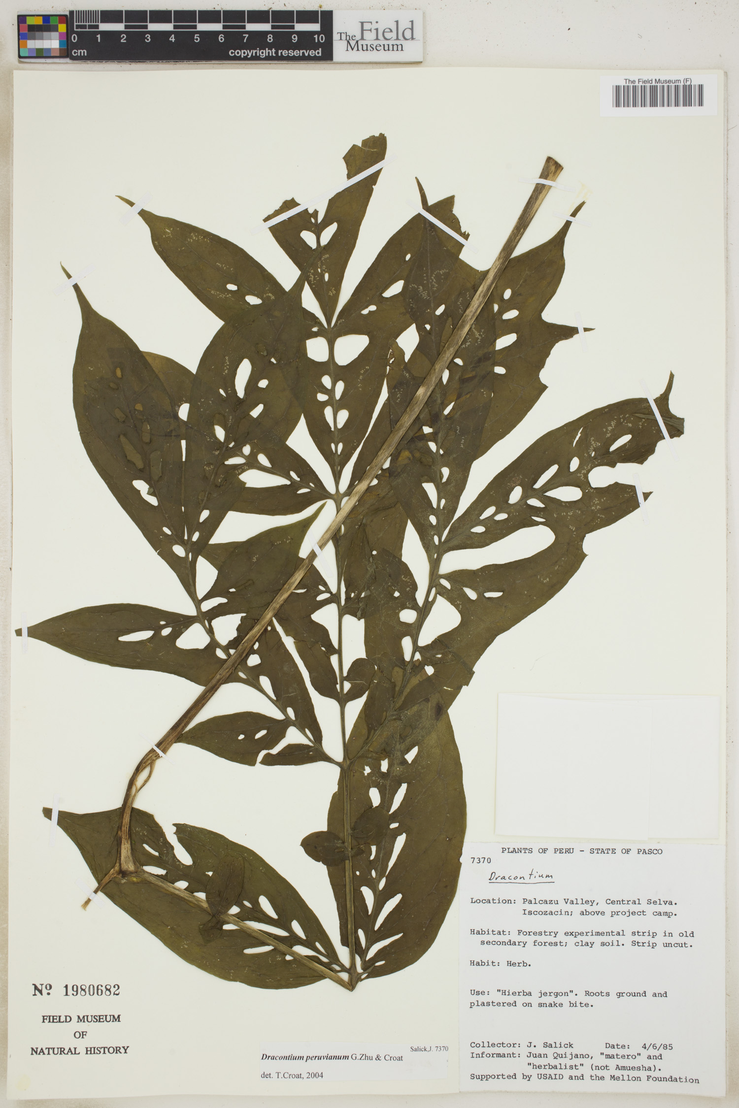 Dracontium peruvianum image