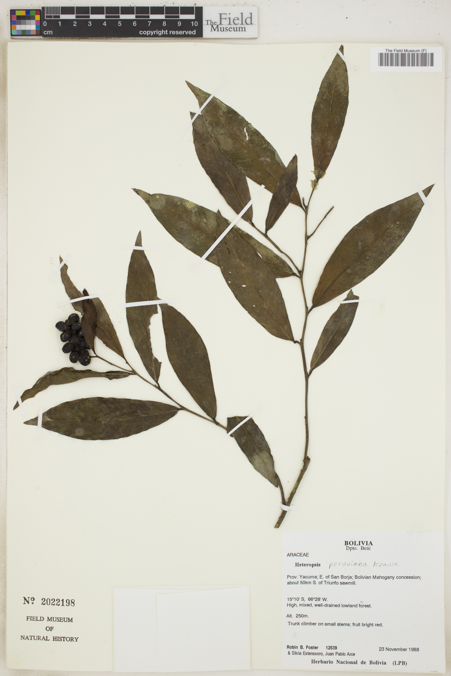 Heteropsis peruviana image