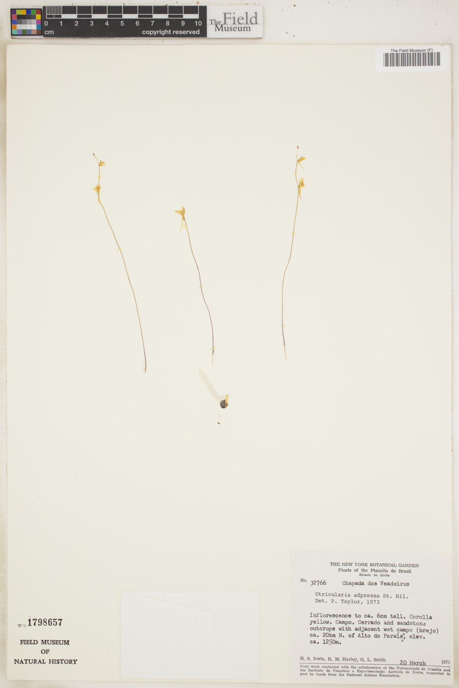 Utricularia adpressa image