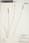 Utricularia erectiflora image