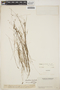 Utricularia fimbriata image