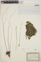 Utricularia flaccida image